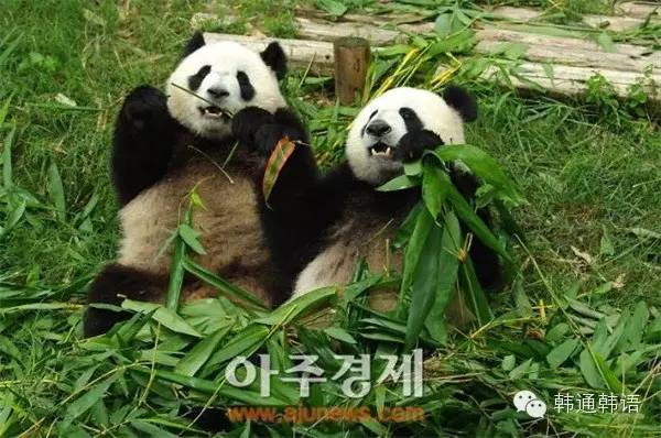 进口参鸡汤、租借大熊猫……总理访韩还有啥